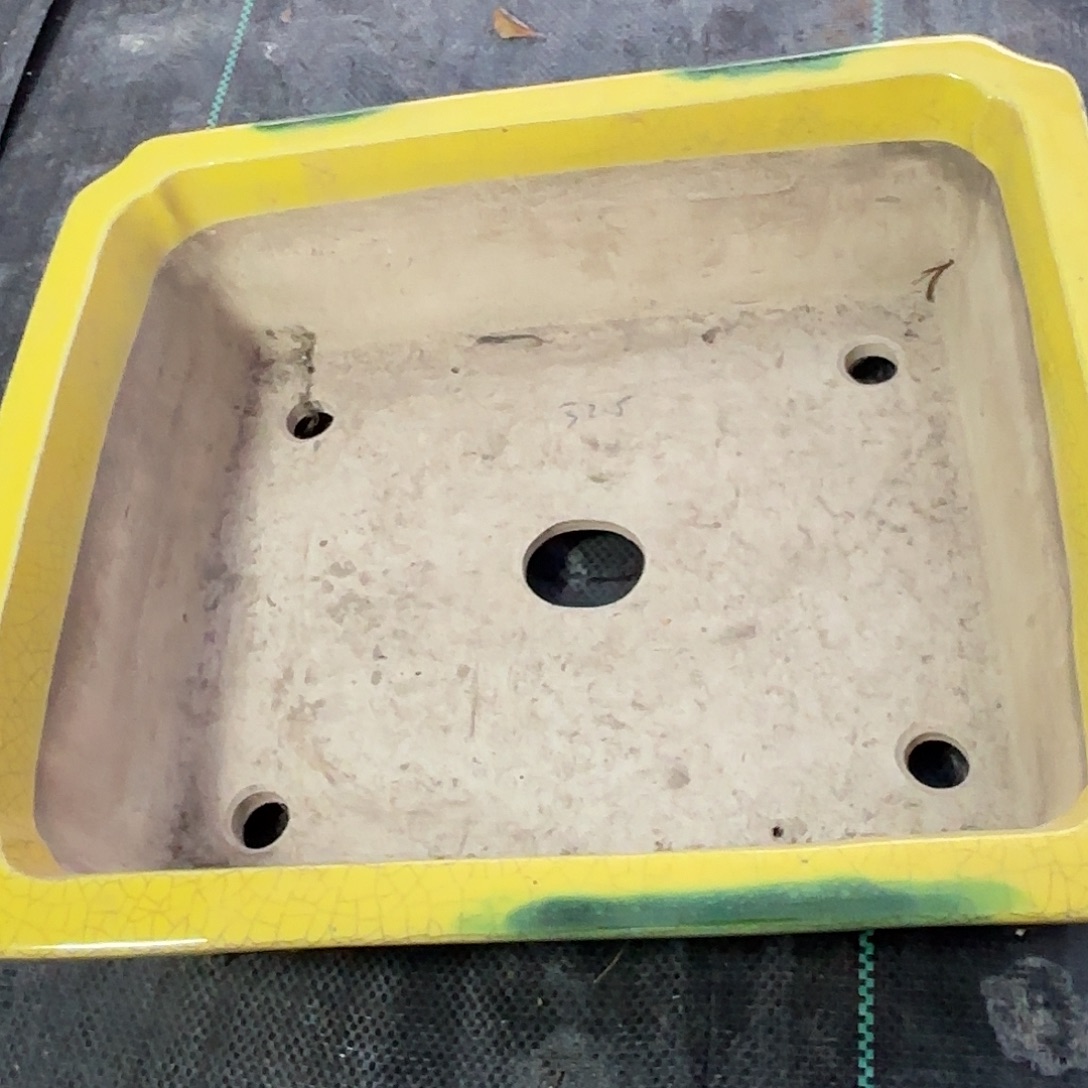 完全开放进口真山花盆盆景