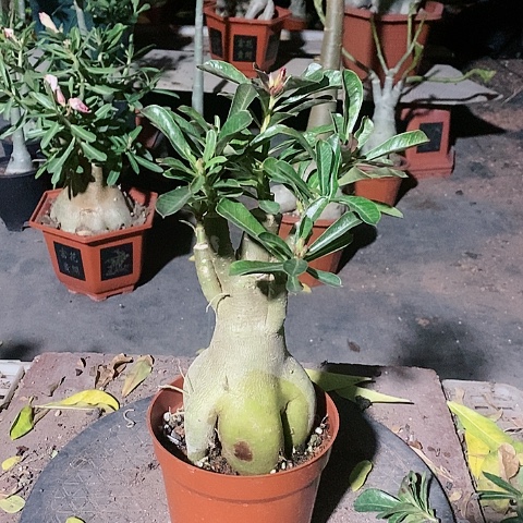 【闪购商品】无花朵小***N