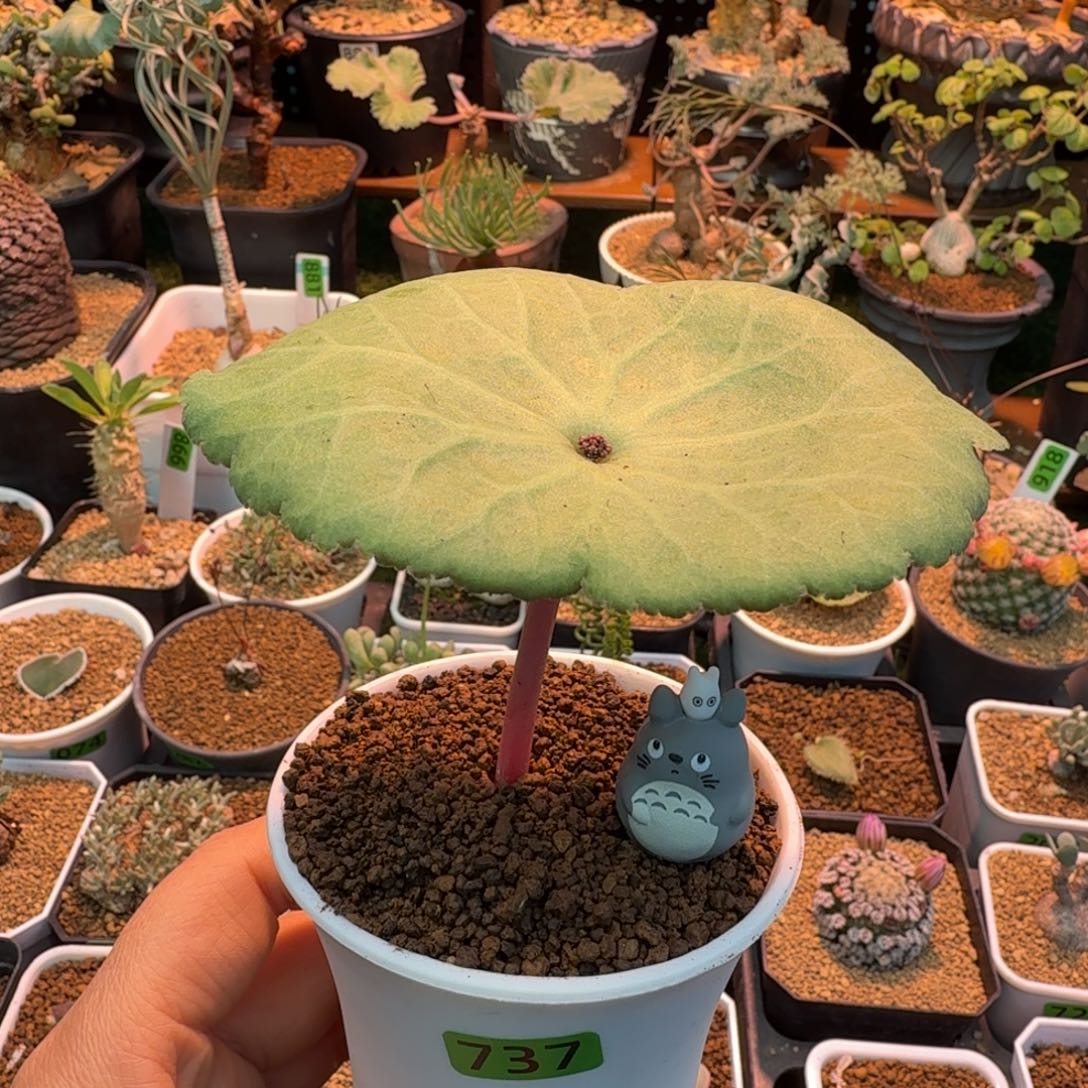 龙猫打伞737 仙人球