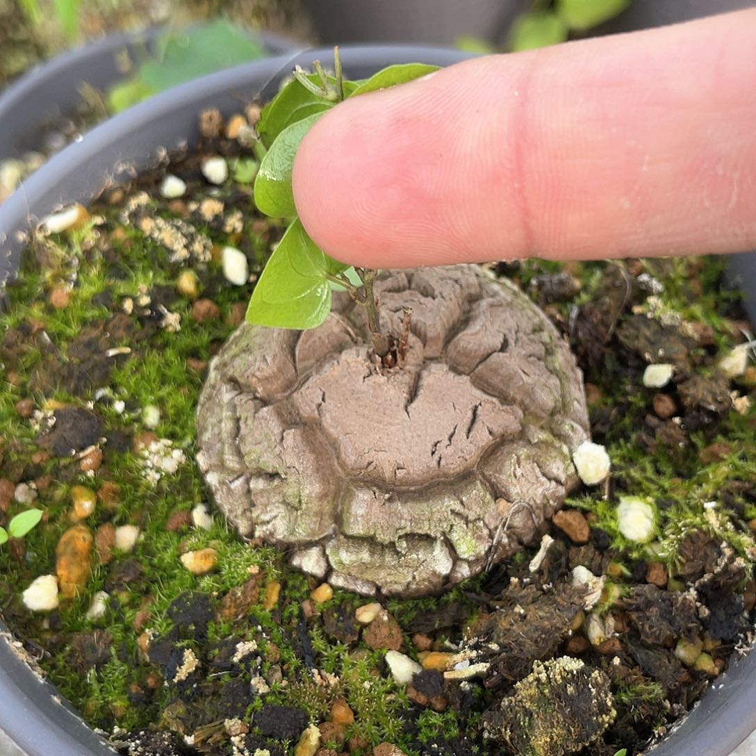 龟甲龙一物一拍456号