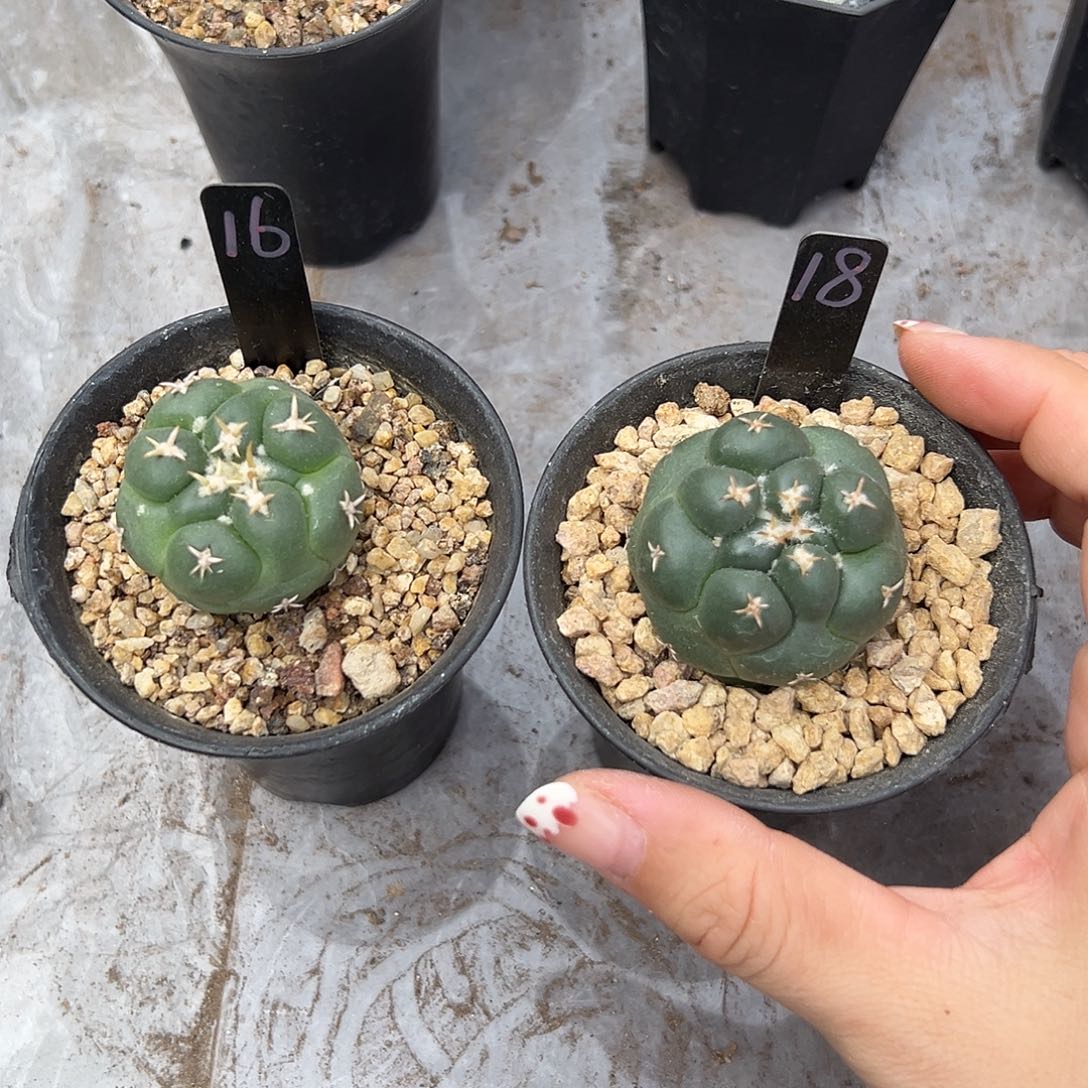 蒙***飞实生根小象牙两颗带盆土