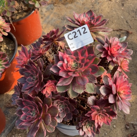 多肉植物黑魔锦捧花