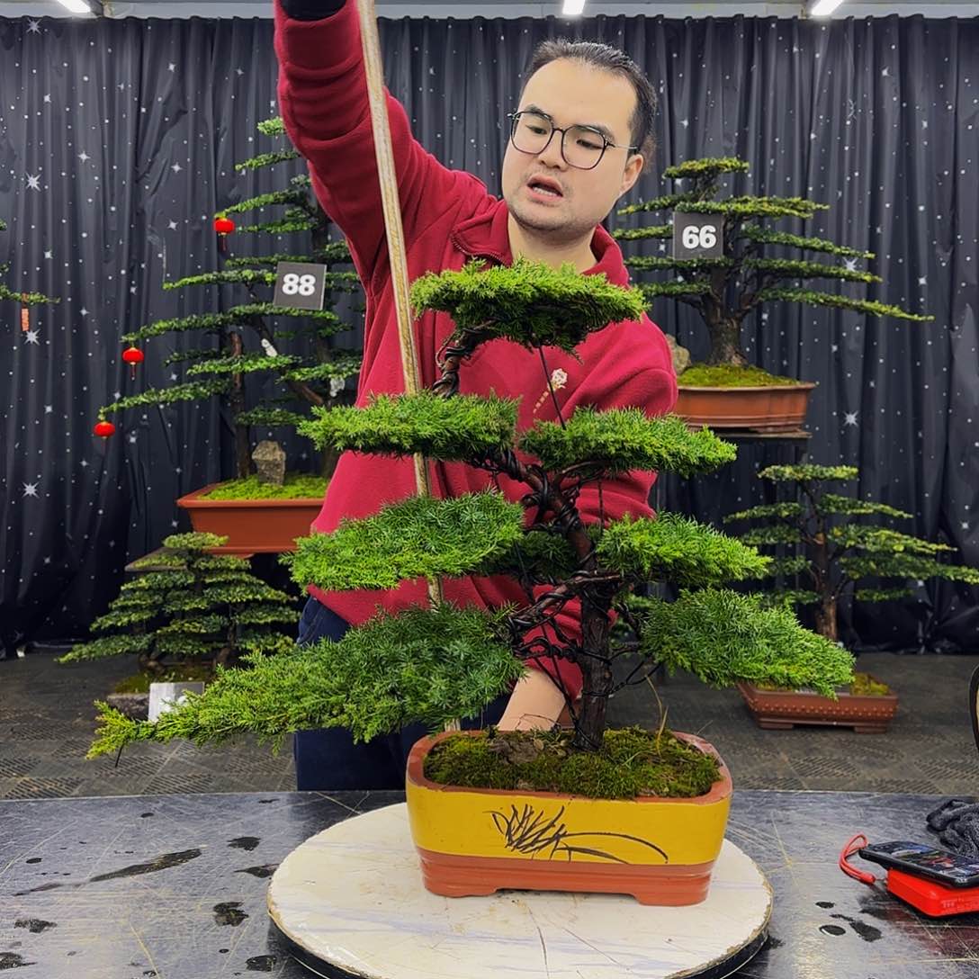 龙爪松高端造型盆景