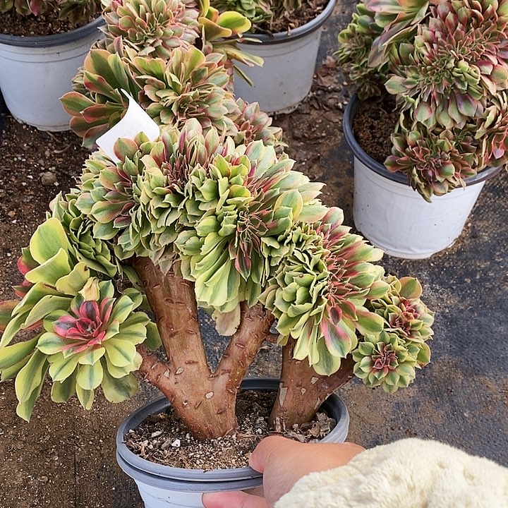 1579红秀多肉缀化