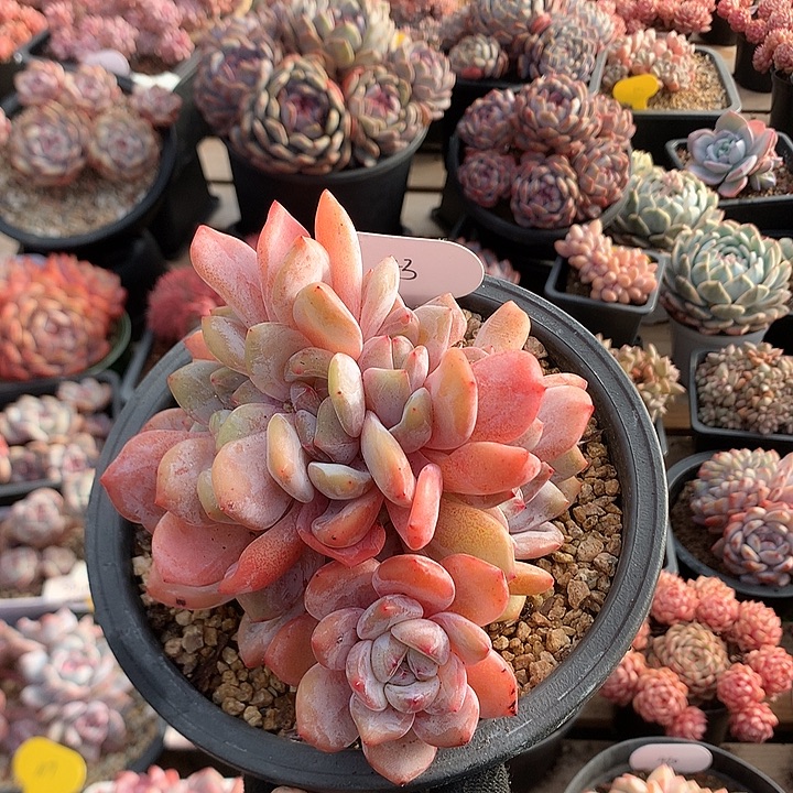 12.5厘米七头胸花石榴籽星影朵朵 小树 43