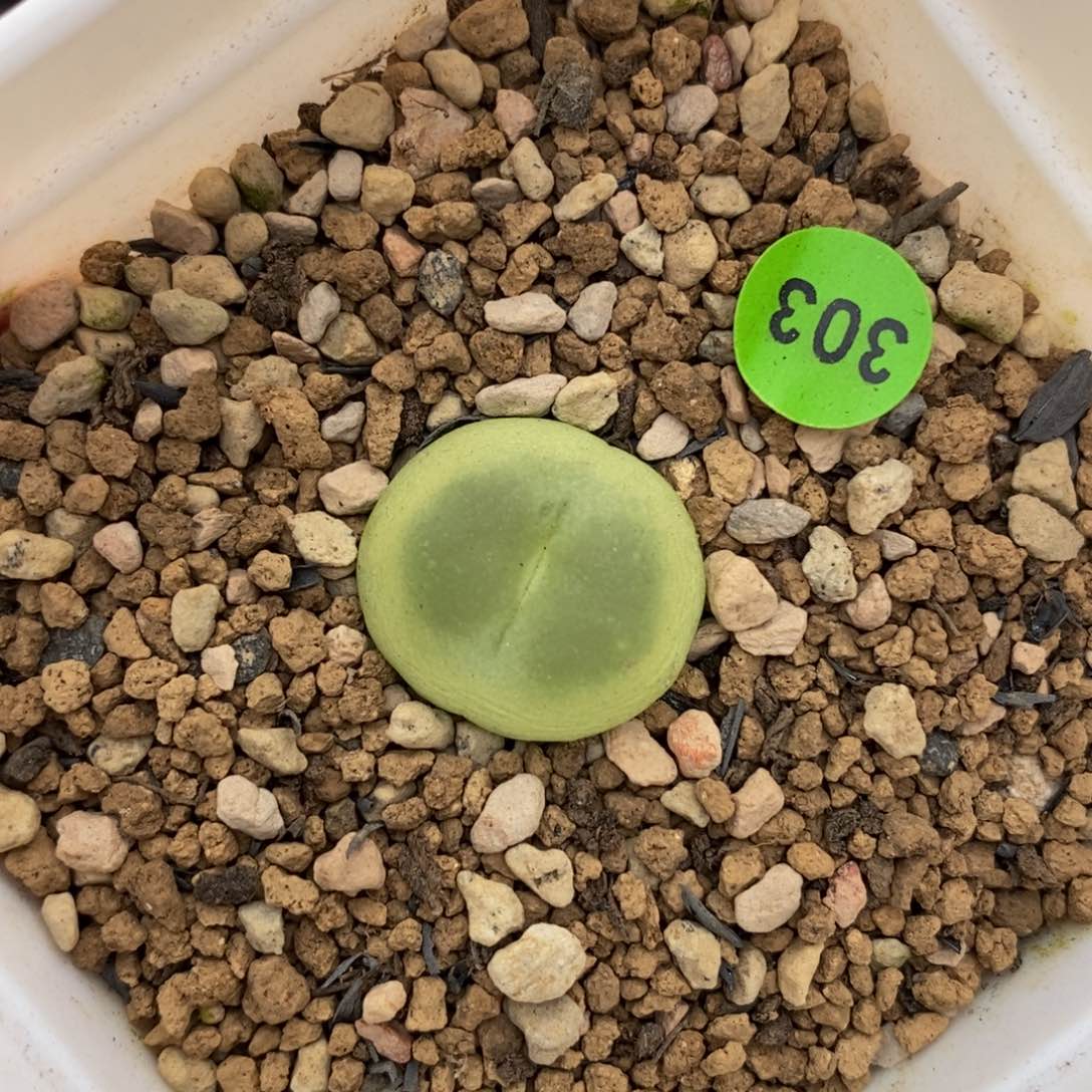 拉登1.7多肉植物303