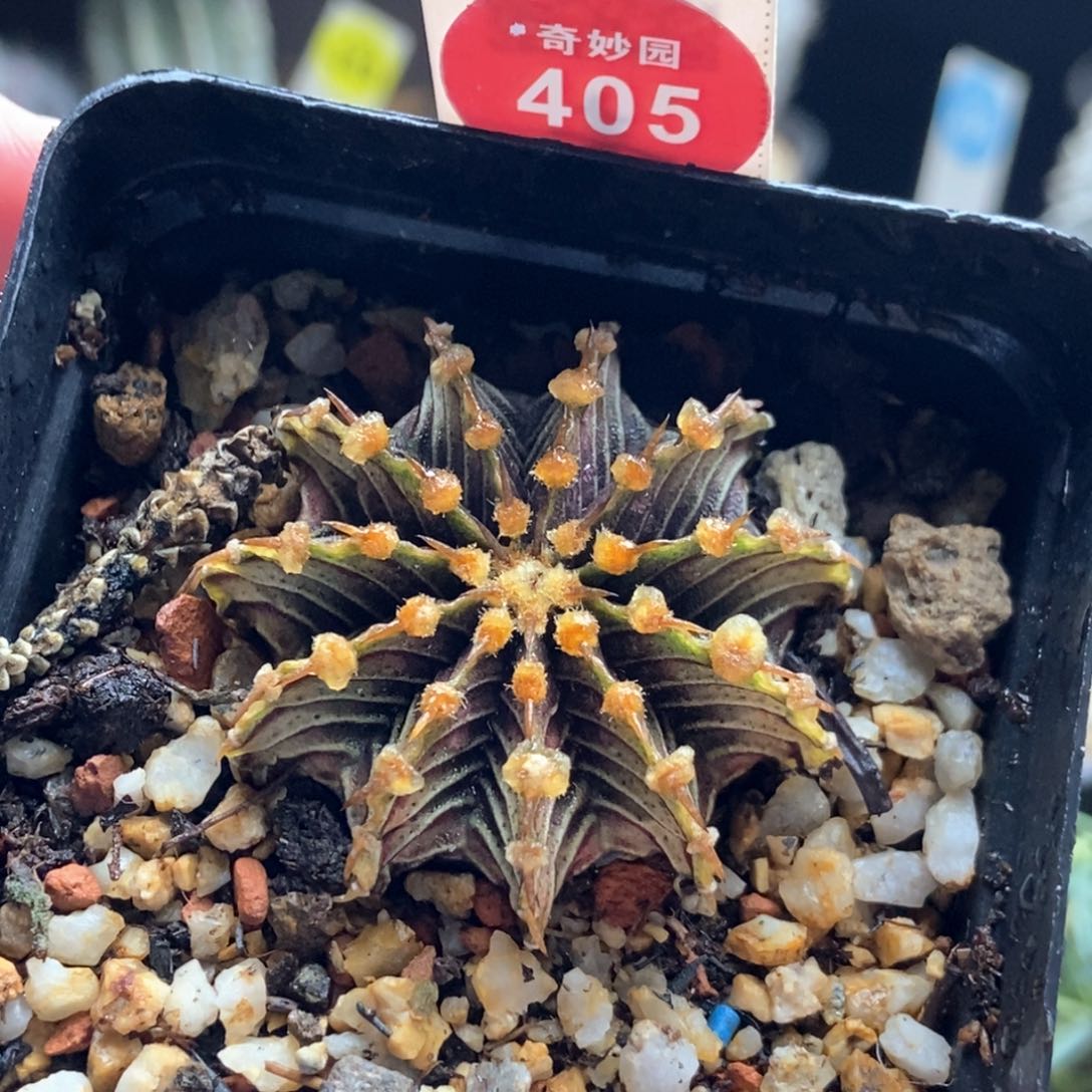 单刺肋骨牡丹一颗仙人球