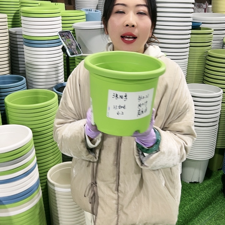 特价3号四季口21高18果绿10只无托