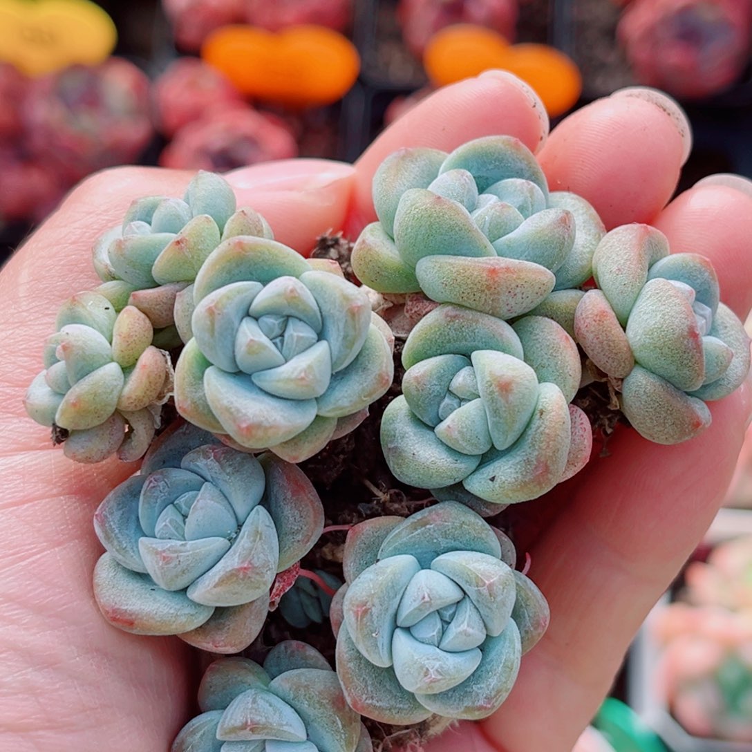 风靡园艺紫心冰玉群