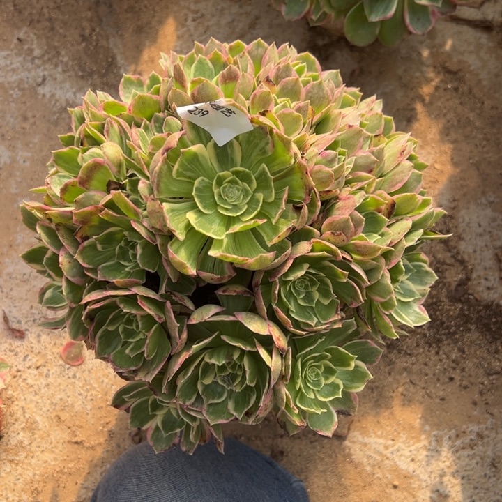 水蜜桃多肉植物239