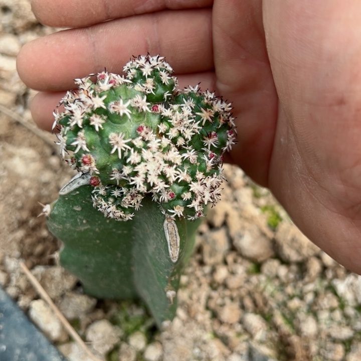 火龙果嫁接青花虾25