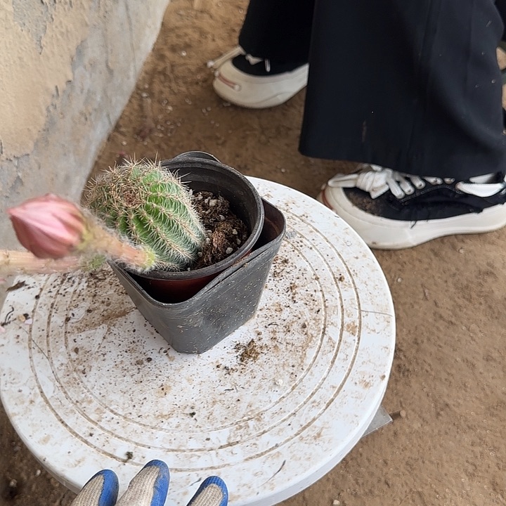 仙人球带根彩草40