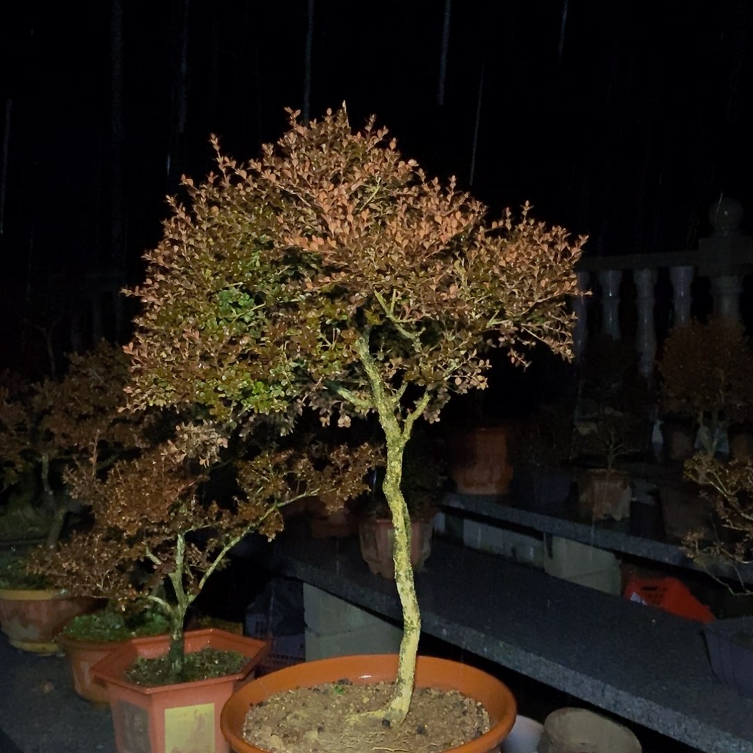 鸿***里安徽大别山珍珠黄杨