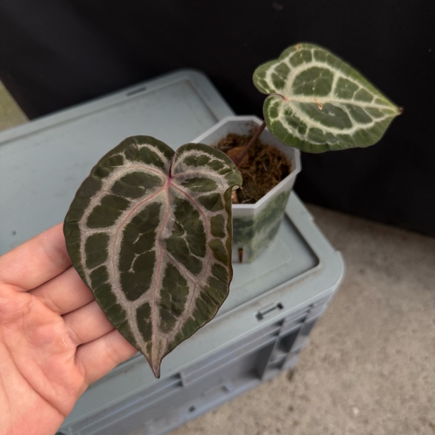 紫啧f2 花烛热植     