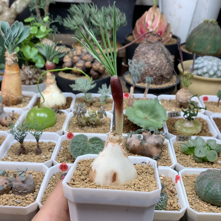 GN弹簧草带盆3.9cm福利