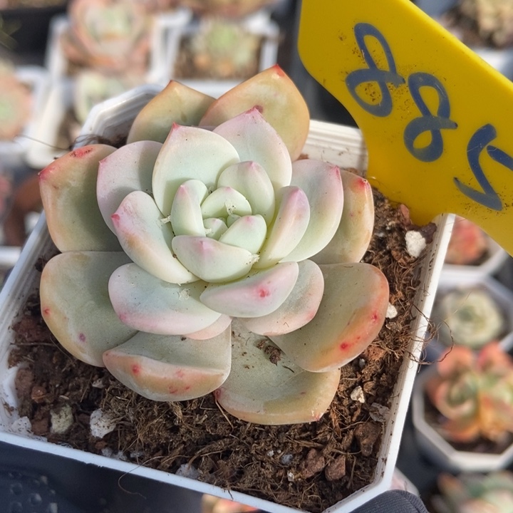 885梦露锦多肉植物