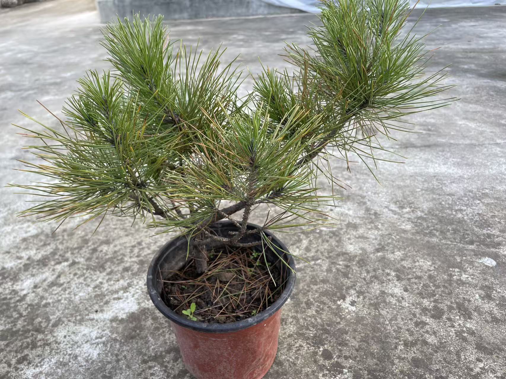 黑松微型盆景 山采黑松 黄山松 文人黑松盆景小品造型树桩