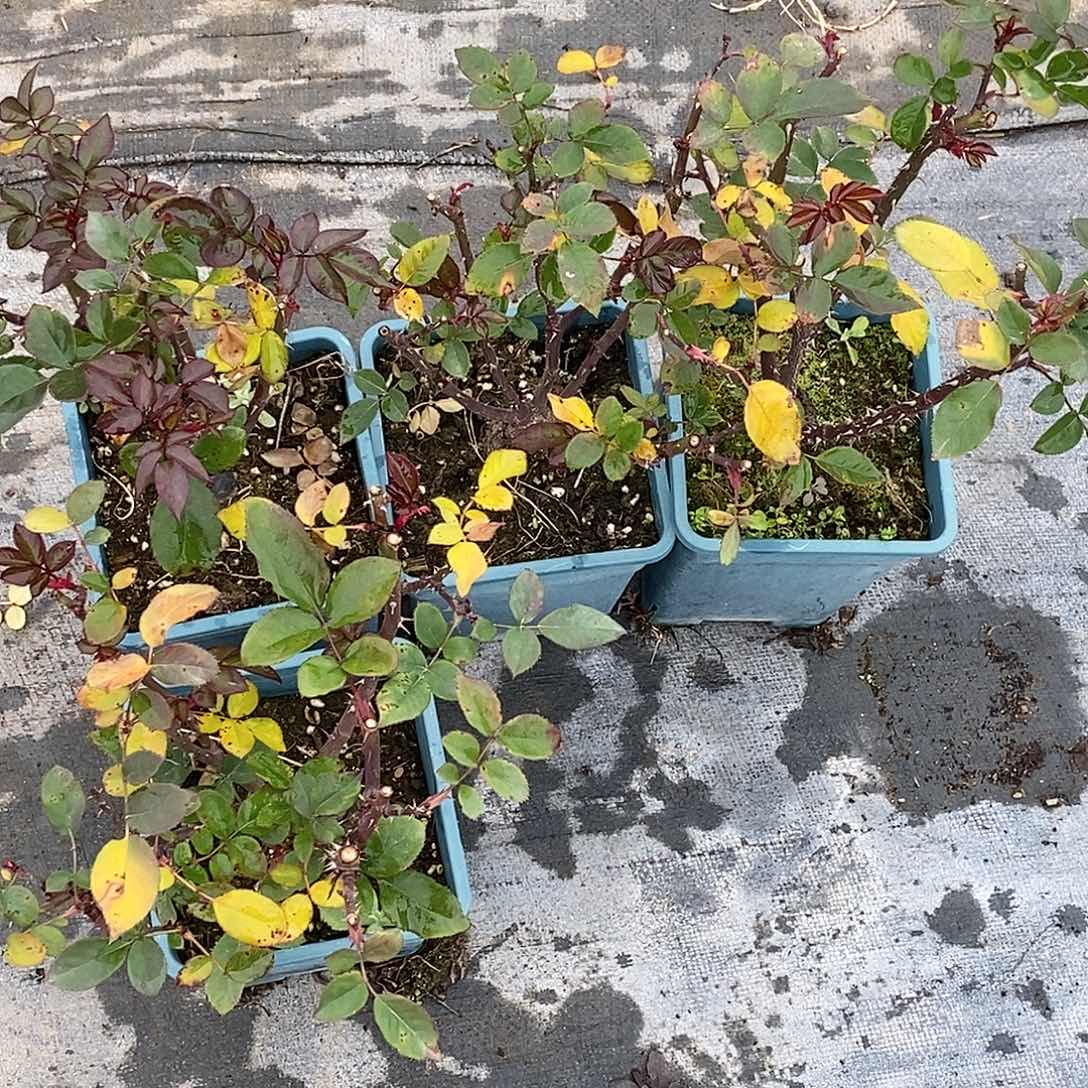 无花朵小夜曲根结一加仑原盆原土