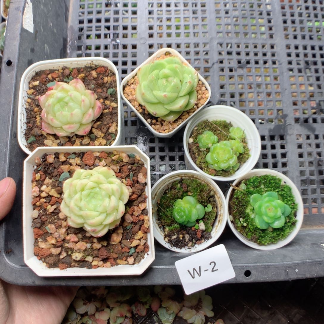 ****、无花朵W2英语英语英语英语英语