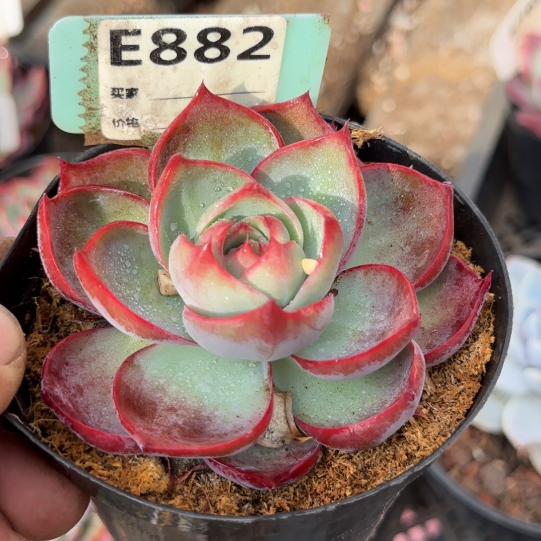 玫瑰惊鸿一物一拍包装收缩花旱882