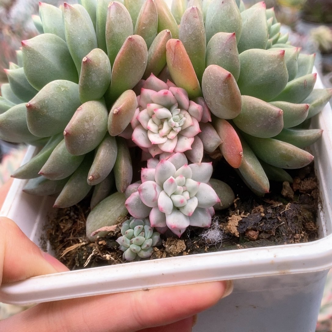 170青苹果锦锦锦锦锦