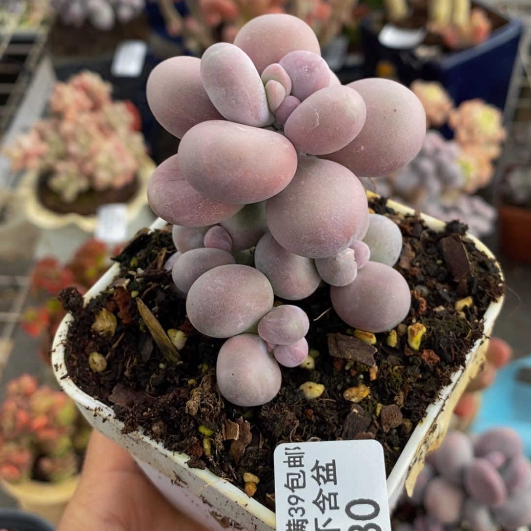 原始奶酪280/5v m