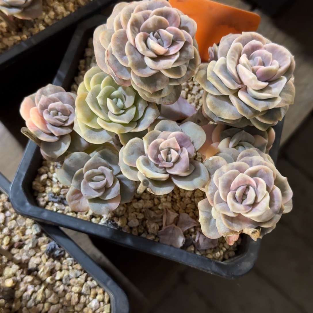 可爱玫瑰锦1111111111111111