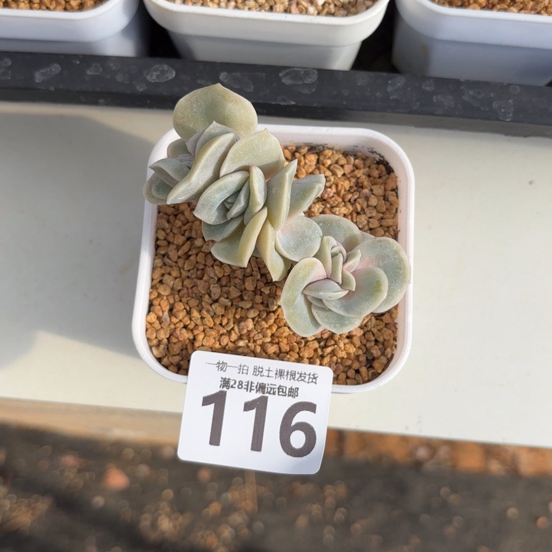 可爱玫瑰缀无盆土发货