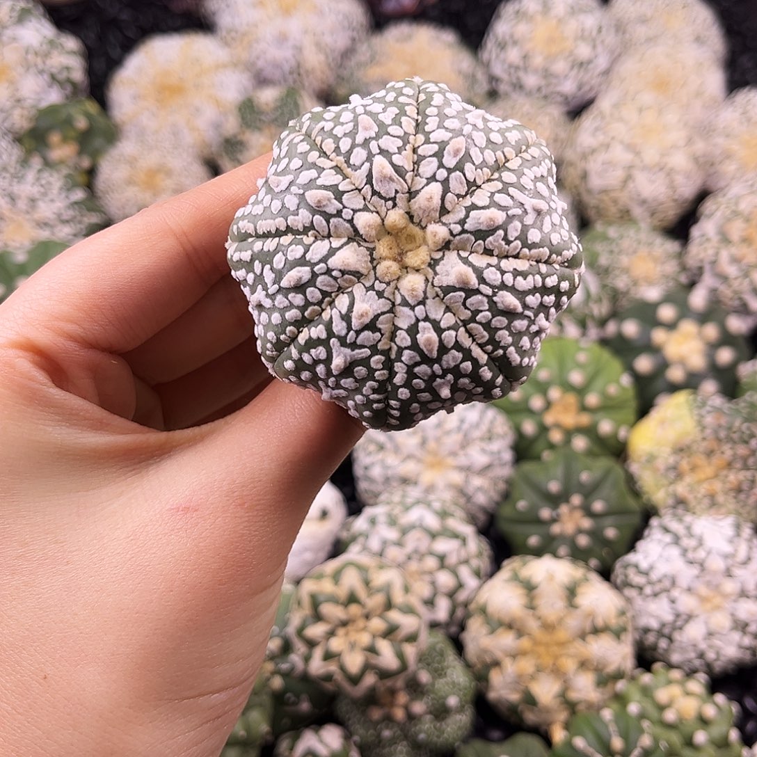 海星体琉璃兜兜哈哈哈哈