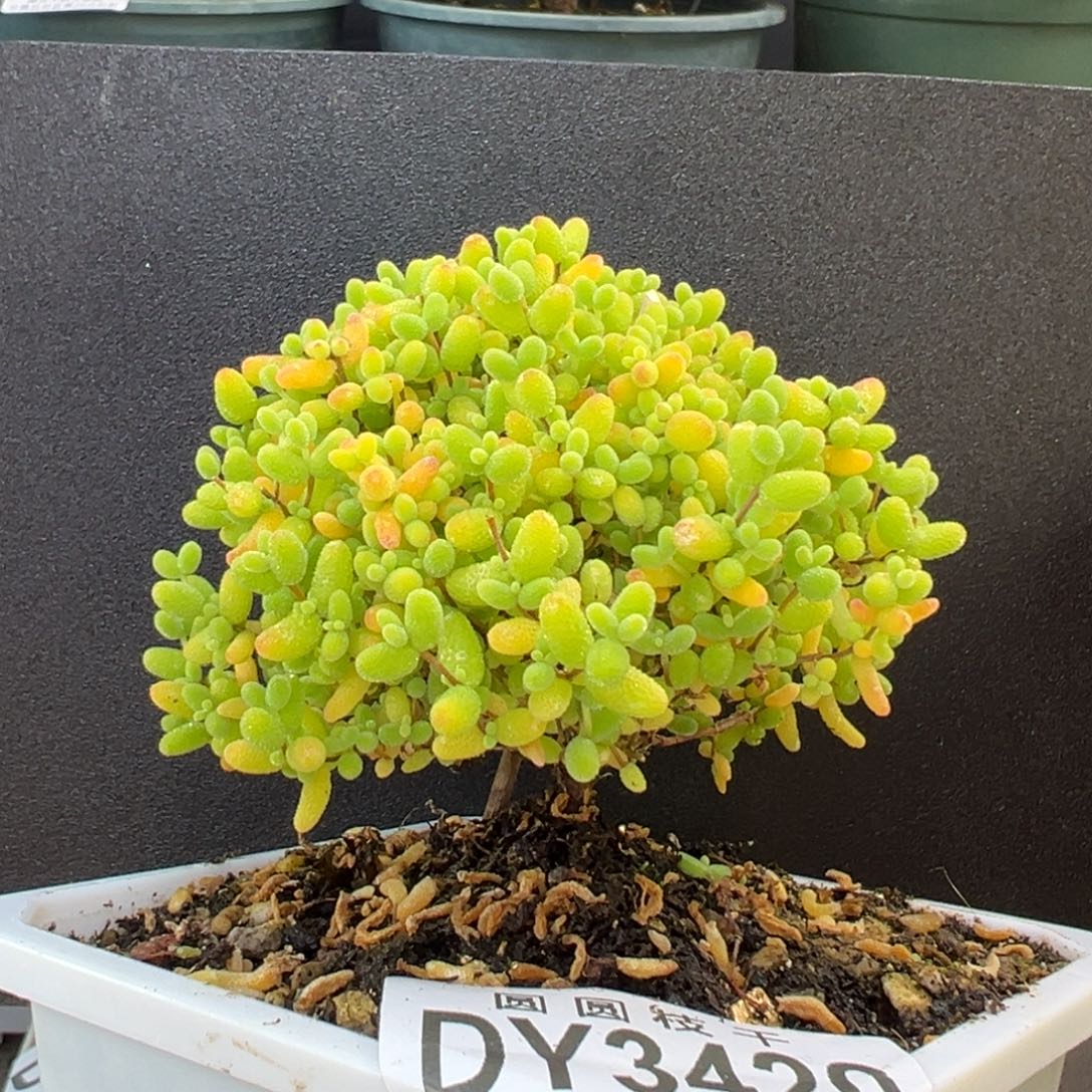 开播炸dy3420精控蘑菇头蜜橘糖球冠幅7.5cm