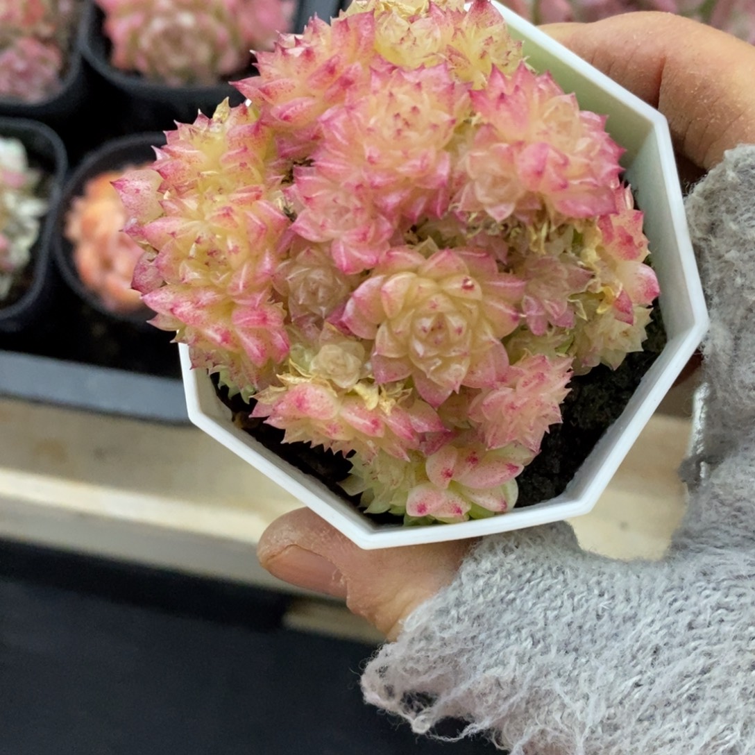 精品多肉一物一拍不包整221