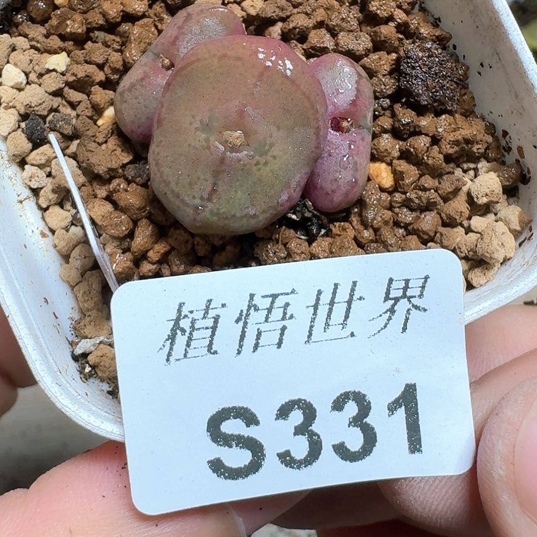 J***轩331号多肉植物哇f