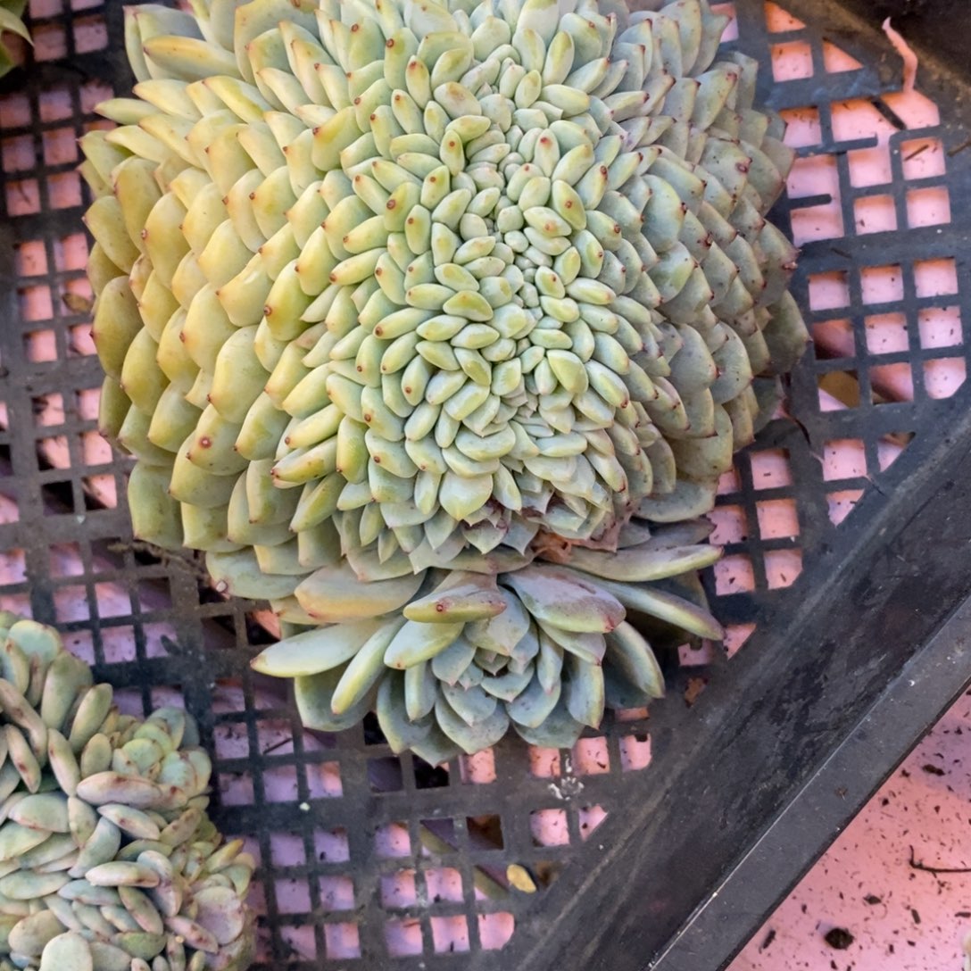 肉***子小虎多肉一物一拍