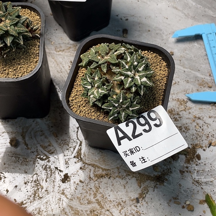 财***寿299黑牡丹一个仙人球