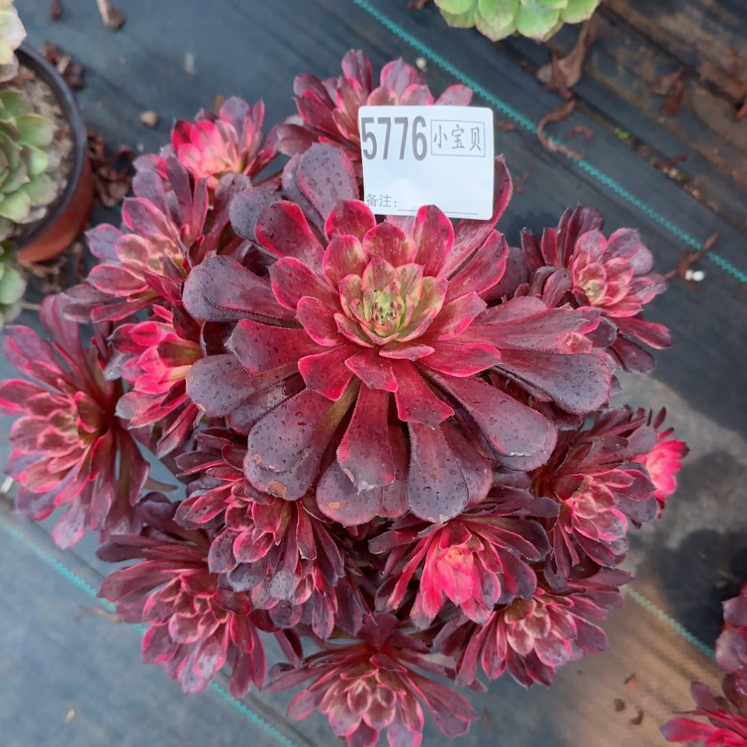 森**奶烟花多肉多肉5776