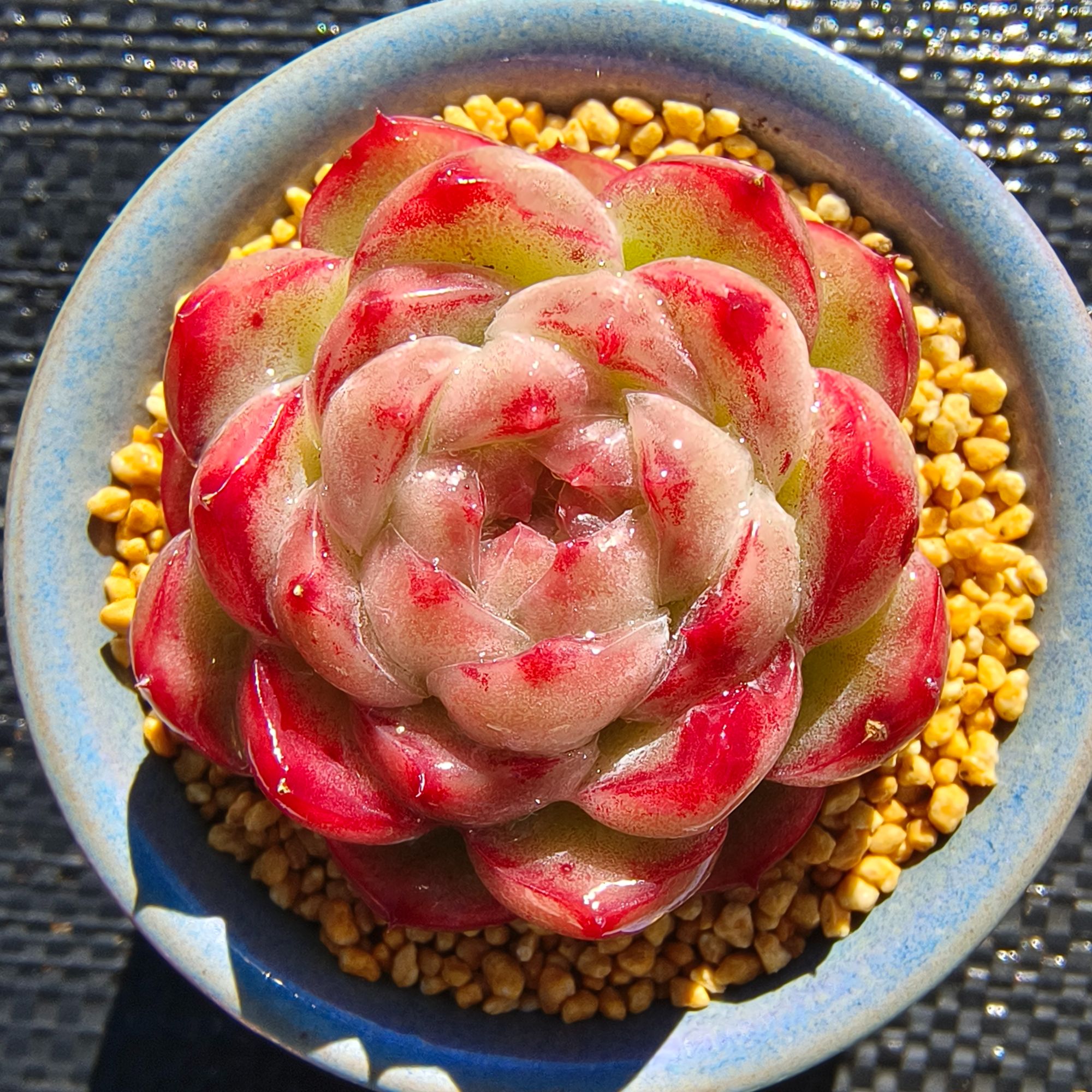慢悠花房 浴阳春 精品多肉办公室阳台绿植园艺盆栽花卉庭院
