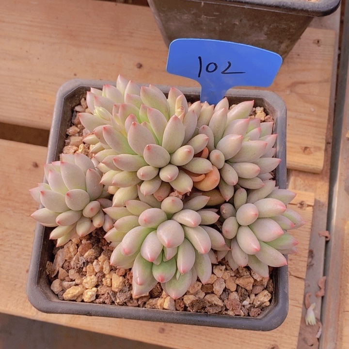 @****呐这个我就知道这事