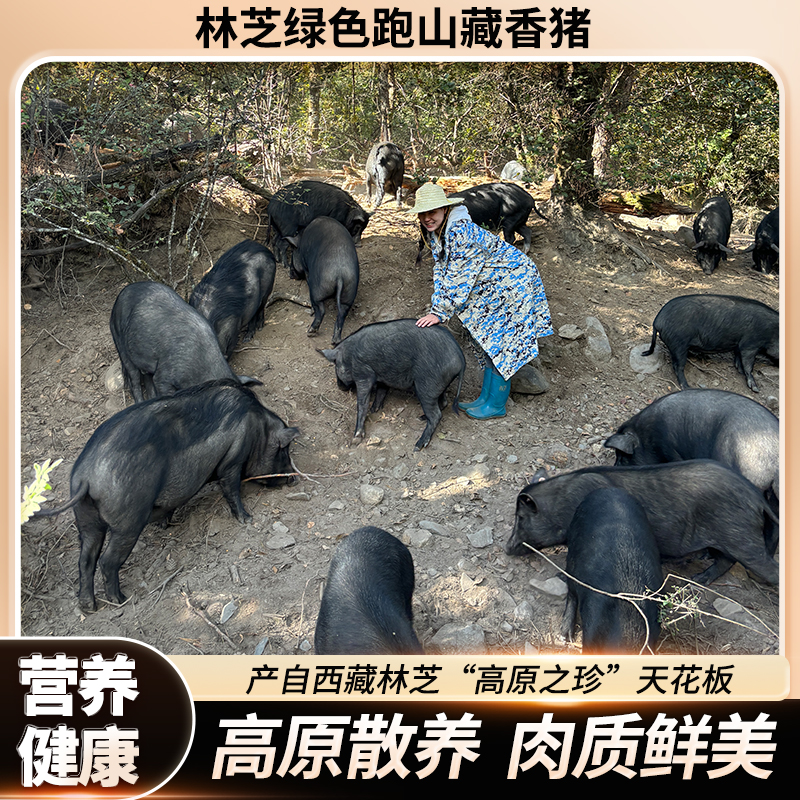 (西藏专属）直播间挑选林芝藏香猪散养香猪新鲜藏香猪正宗藏香猪