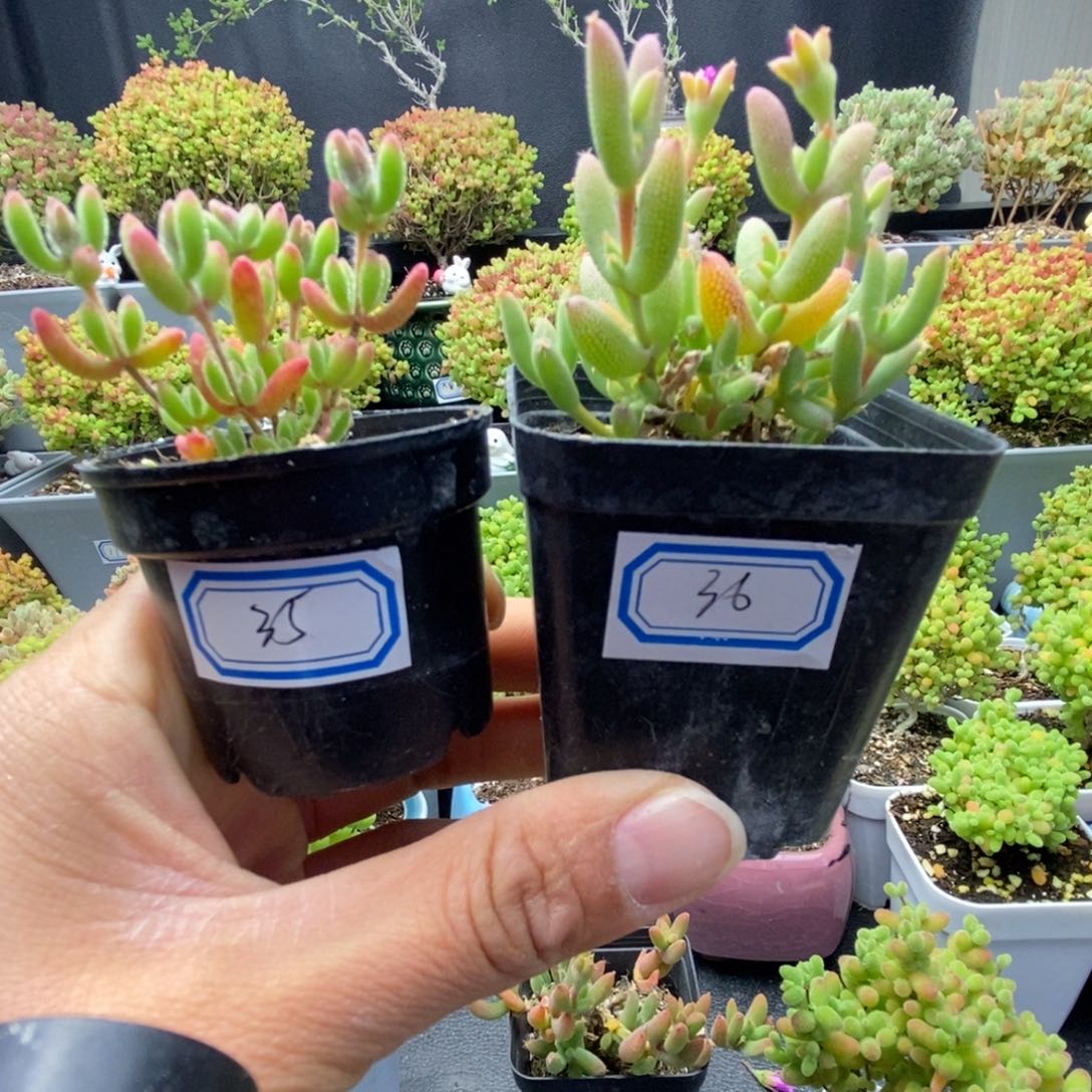 正***身35号优选红宝石，36号优选玉米多肉