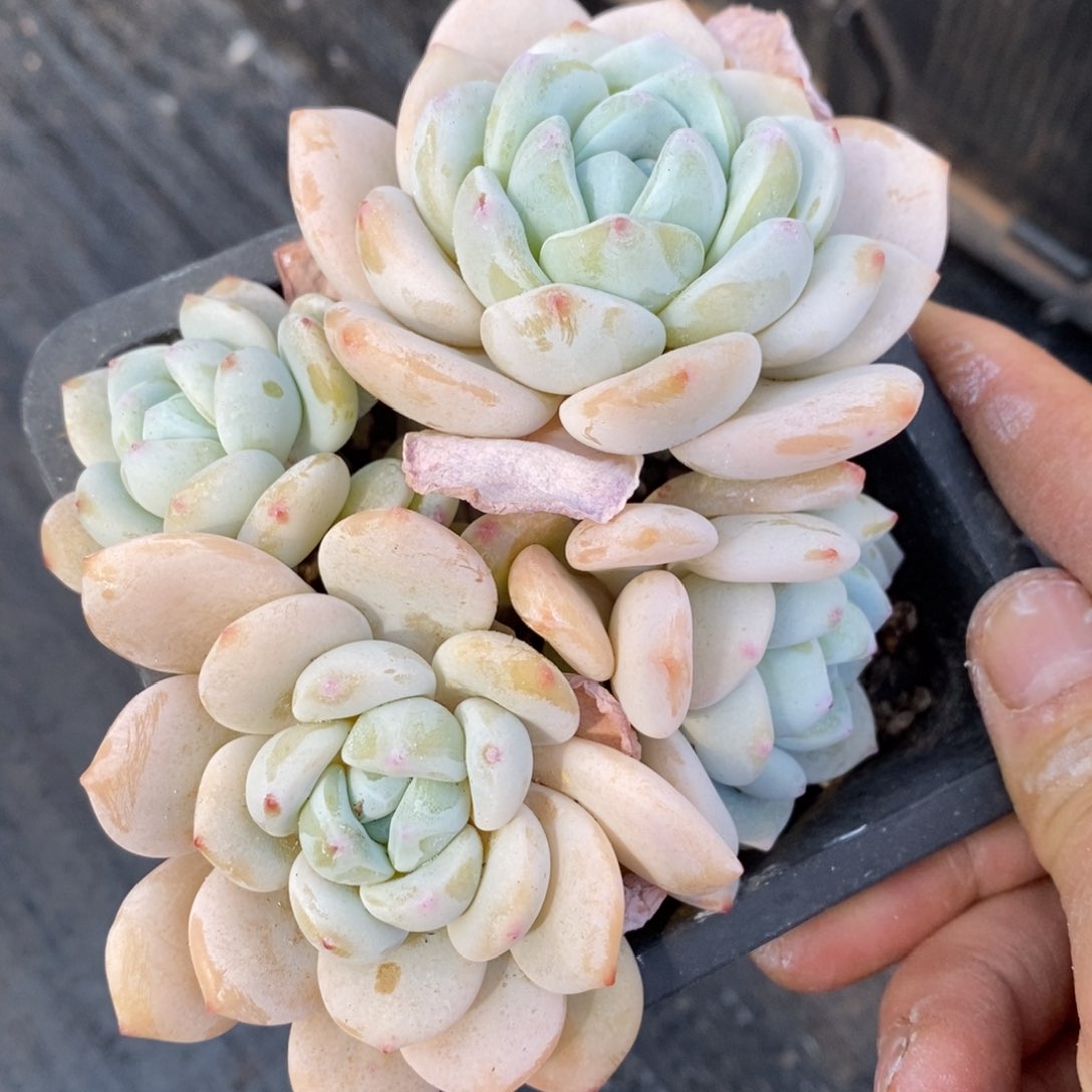 精品多肉一物一拍不包整133