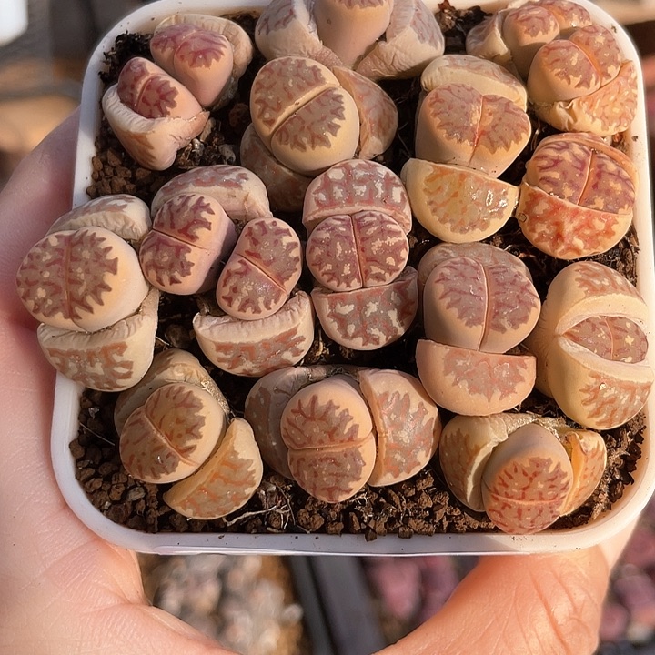 9556 直播间一物一拍链接 带盆土自己回家发根