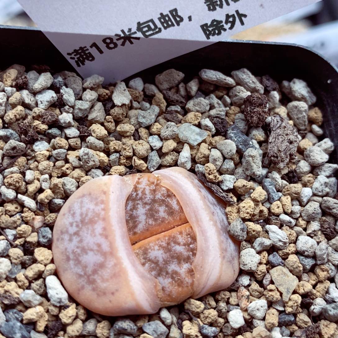 我的小姐姐们都是我153