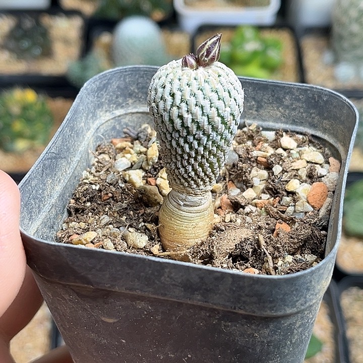 开花株实生精巧殿一颗