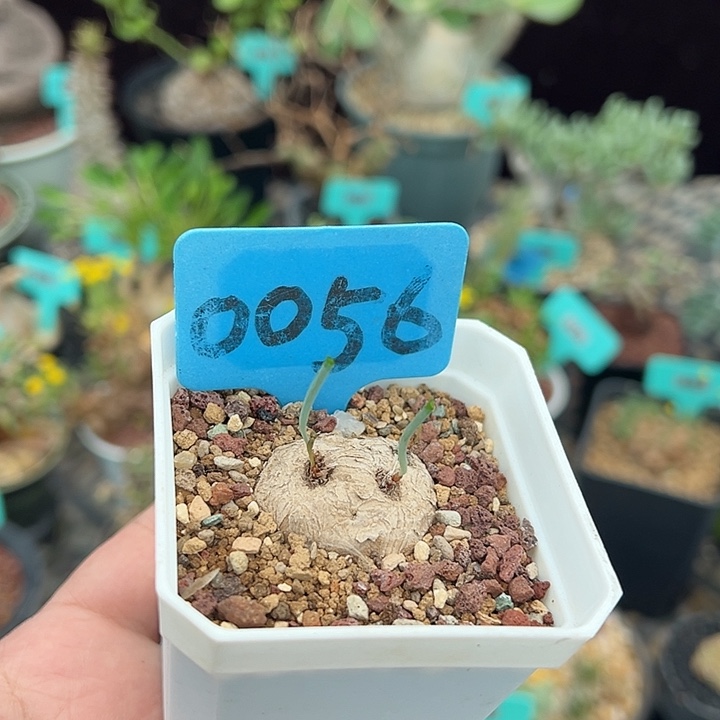 爱富利雾冰玉产地多肉植物