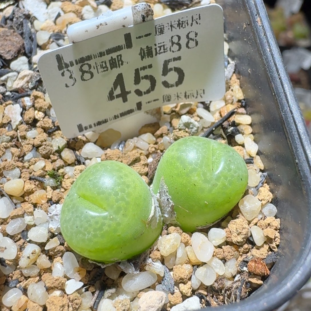 Sss清仓便宜出455