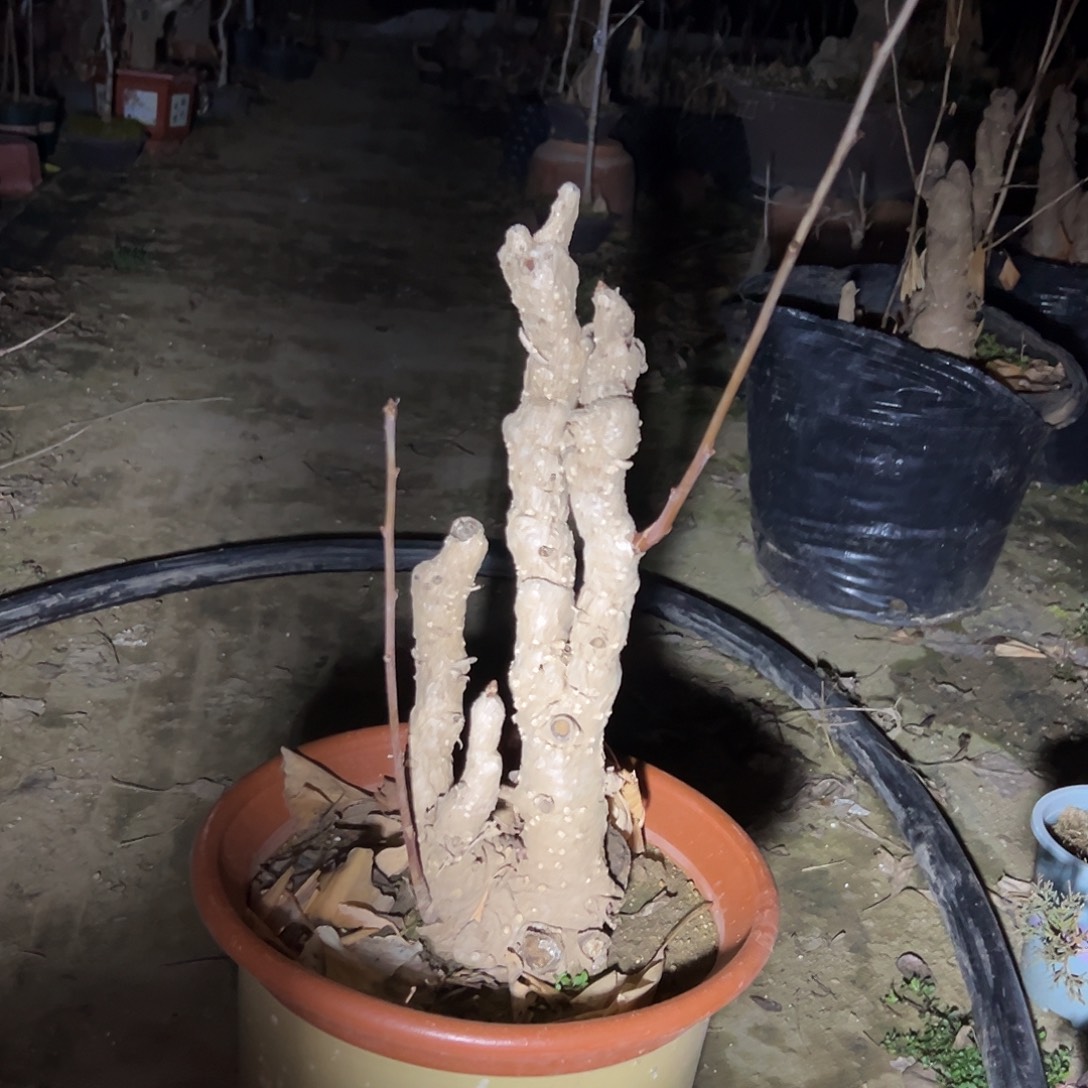 军***采无花朵不带盆发货