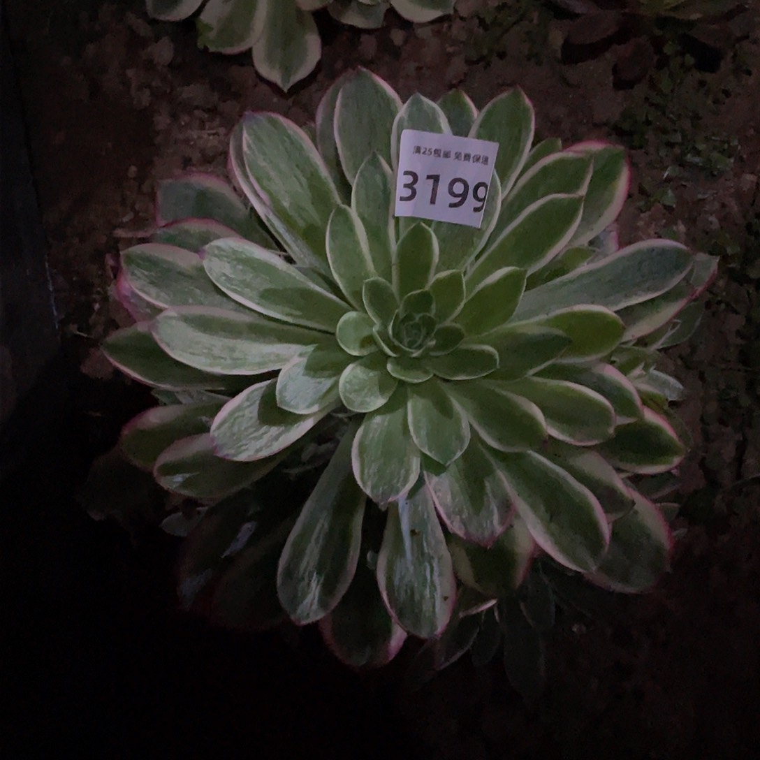 3199海王多肉植物