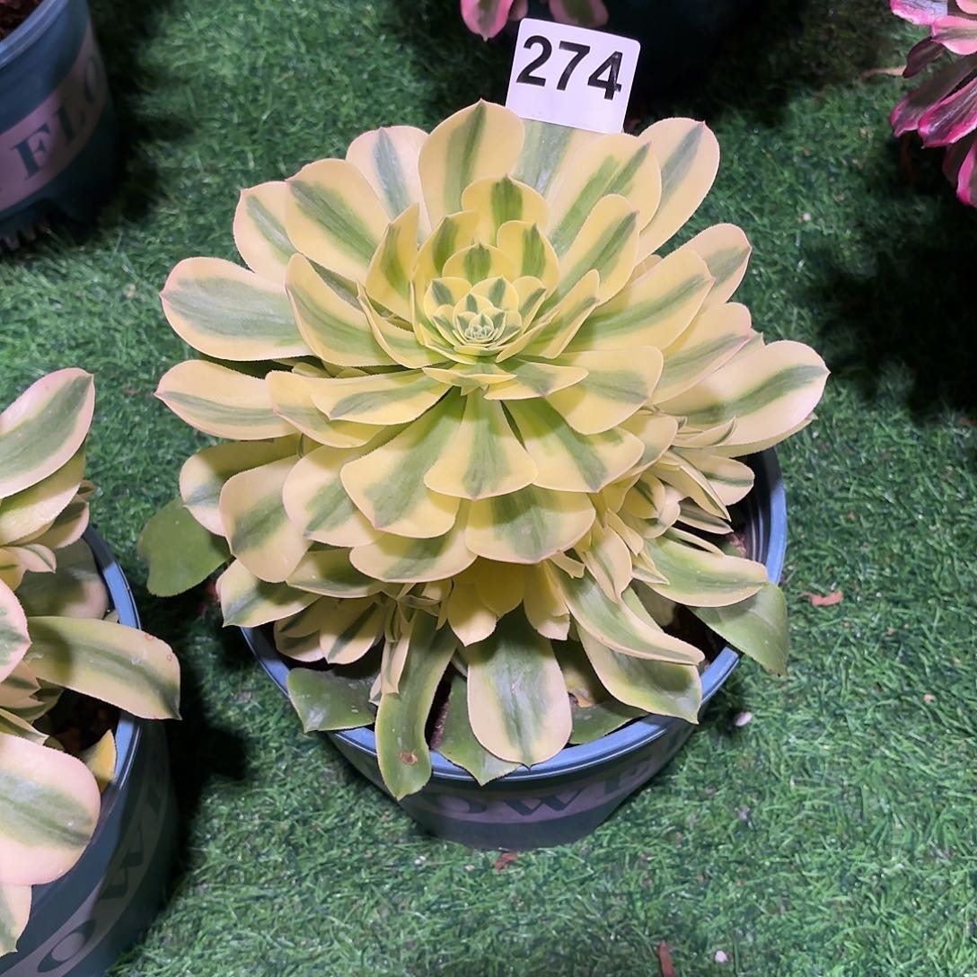 多肉法师辛尼亚274