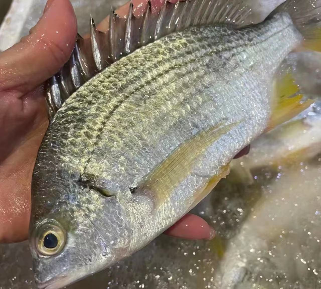 黄蜡鱼黄脚立湛江本港野捕腊鱼到手三斤（一条约4-6两）到手6-7条