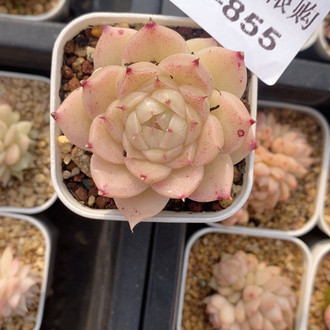 2-855新疆西藏内蒙低于零下10度不发脱土发货